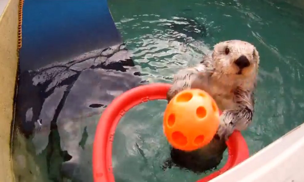 vidra zakucava funvideo