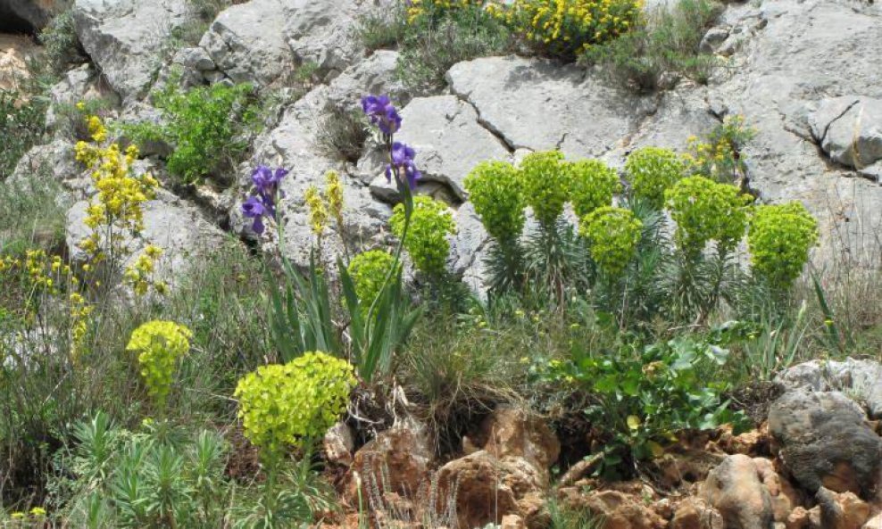 flora cvijeće Biokovo