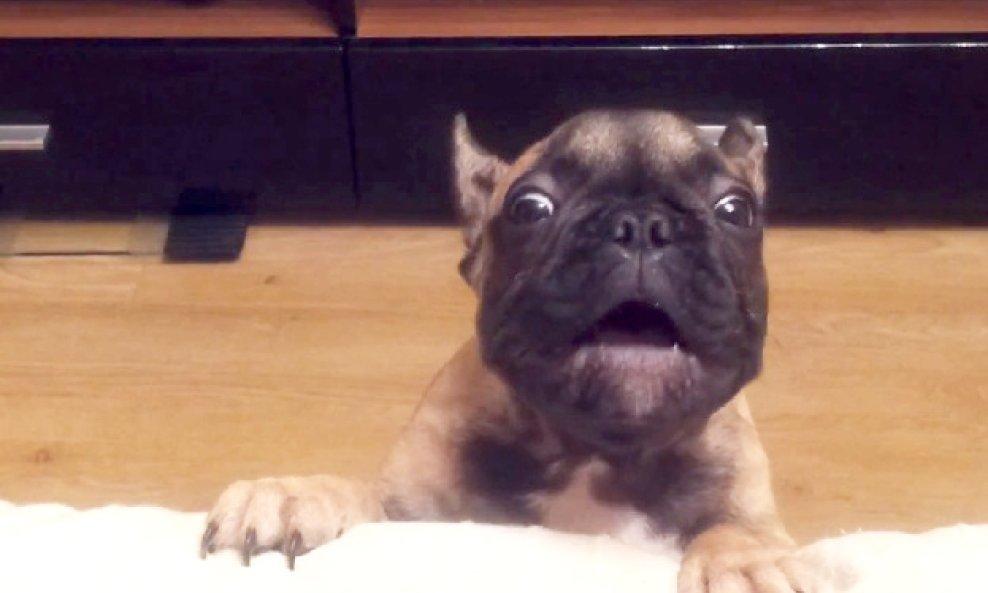 frenchie zeli na kauc funvideo
