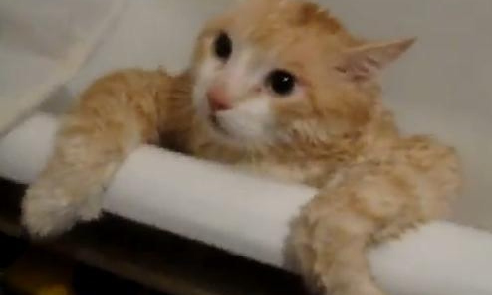 Upoznajte debelu macu koja ne može izaći iz kade