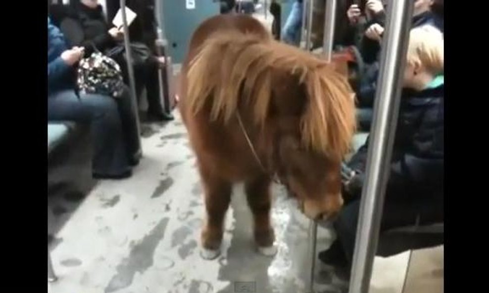 poni podzemna funvideo