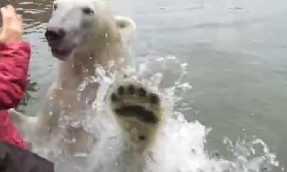 polarni medvjed dobrodoslica funvideo