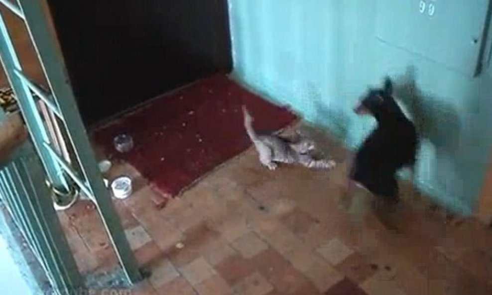 Maca čuvarkuća brani dom od psa