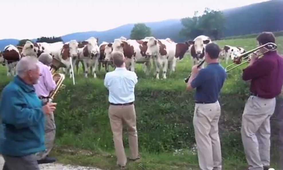 Krave naprosto hipnotizirane jazzom