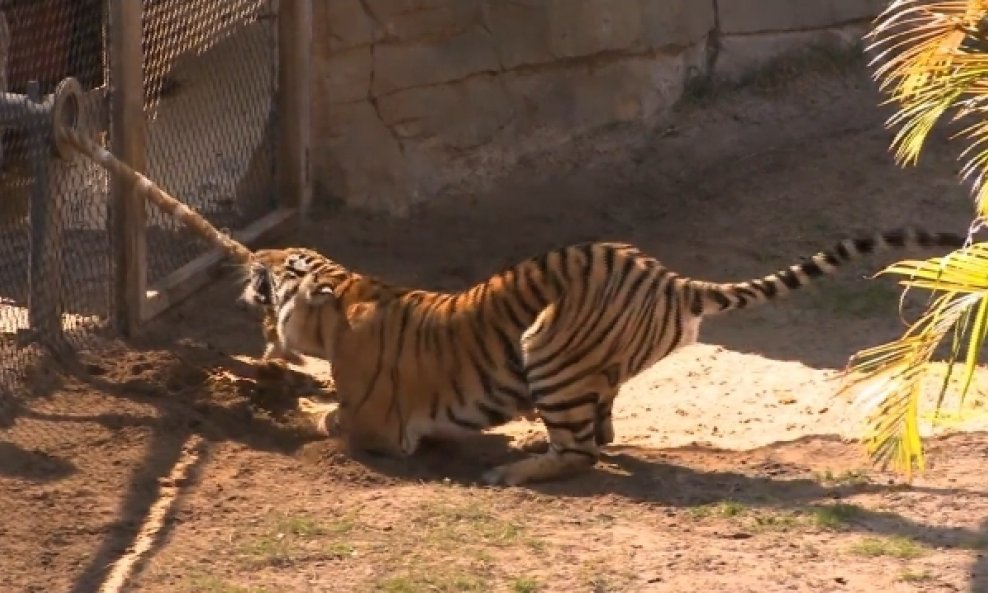 tigar natjecanje u povlačenju užeta funvideo