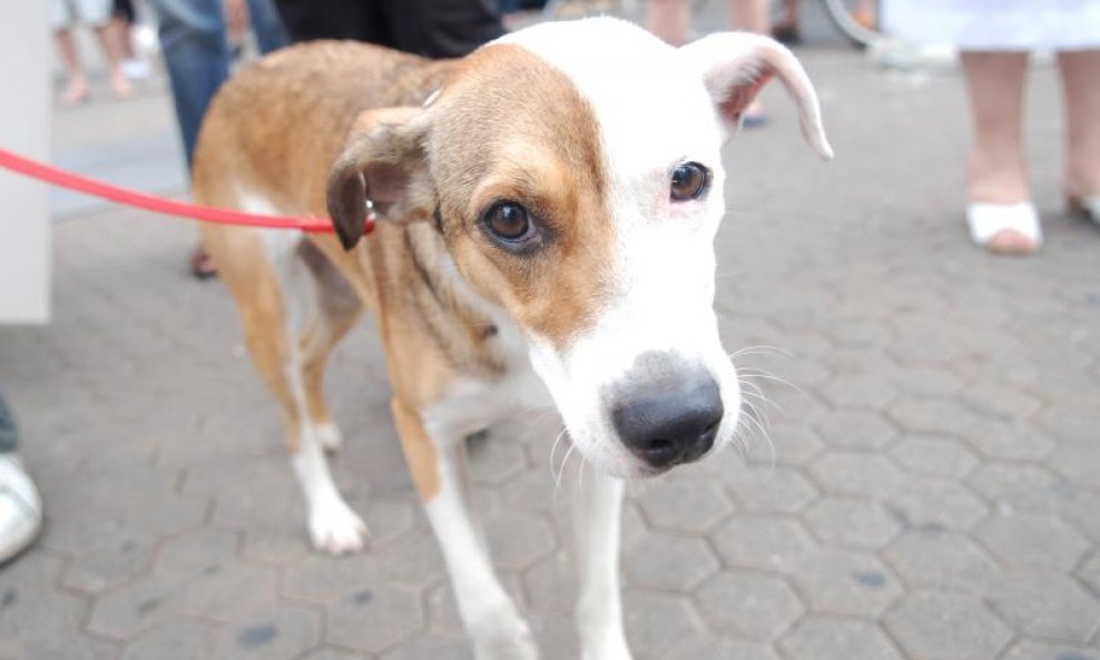 Prijatelji životinja 6