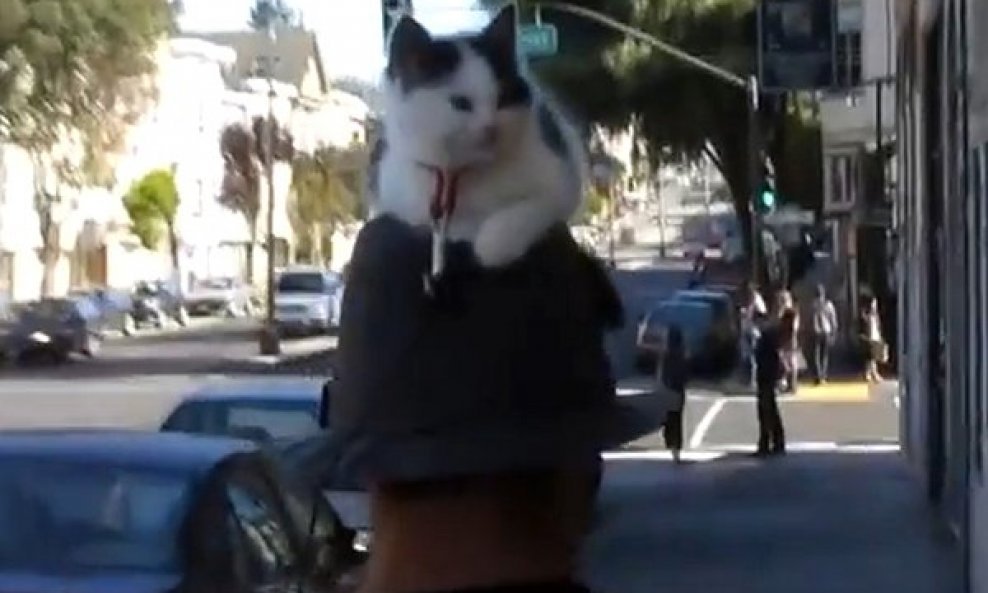 Čovjek koji hoda s mačkom na glavi