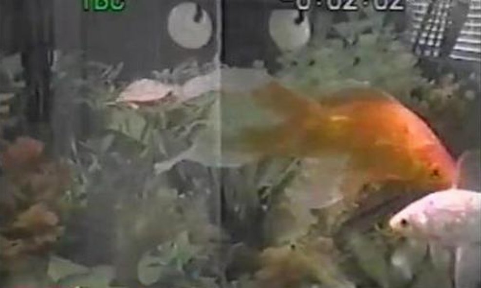 kornjača i riba funvideo