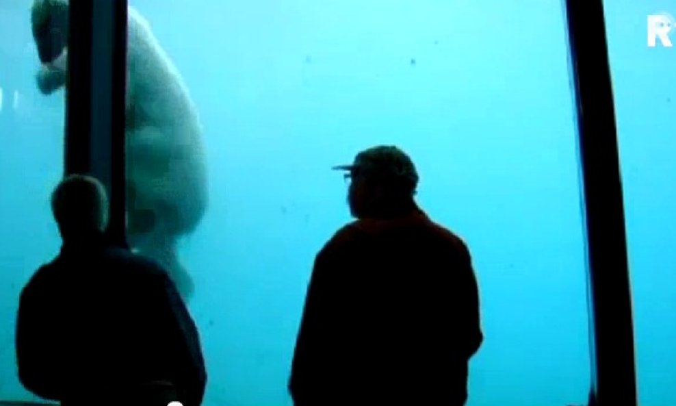 Polarna medvjedica koja ne voli da je gledaju