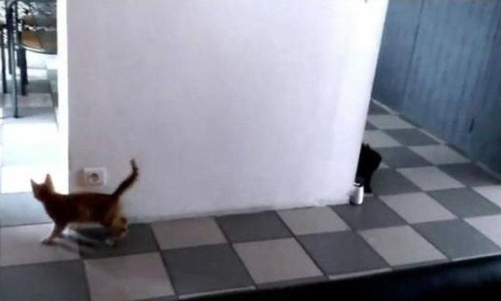 mačić mačka funvideo