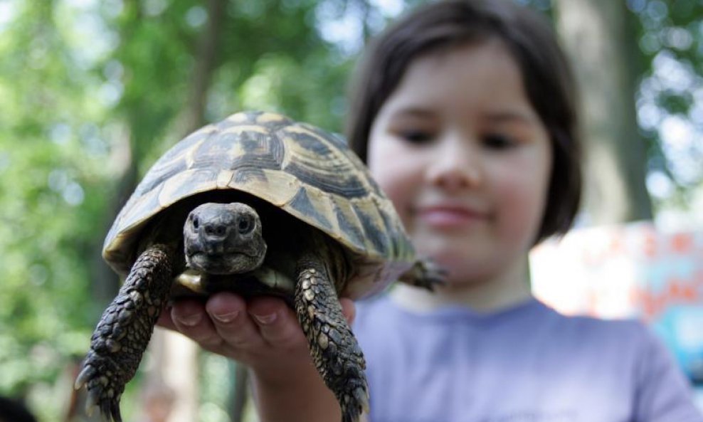 Kornjače u ZOO-u u Zagrebu (4)