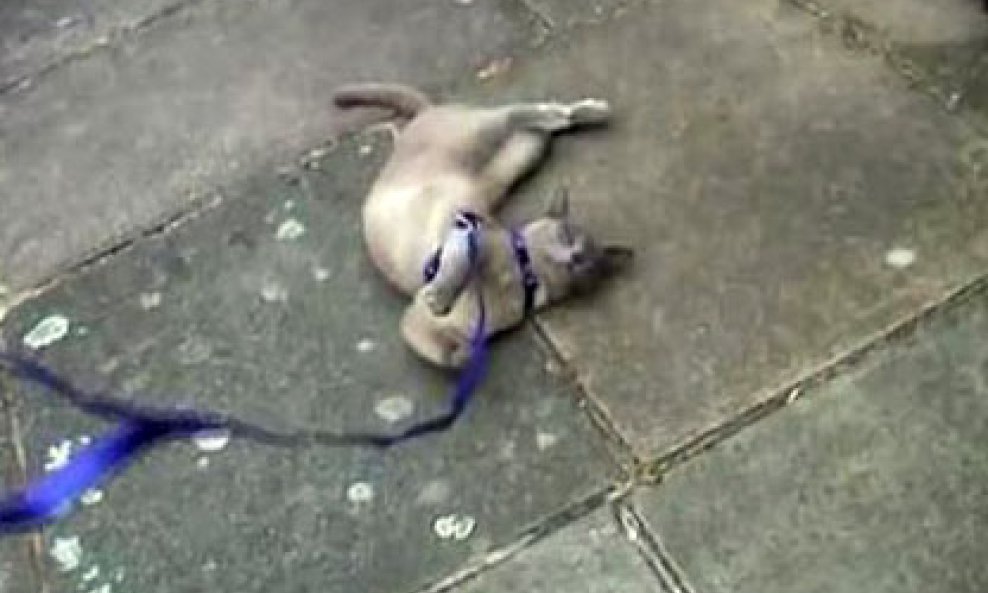 funvideo burmanska mačka