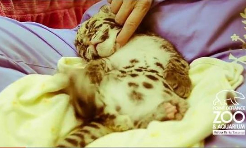 oblačasti leopard