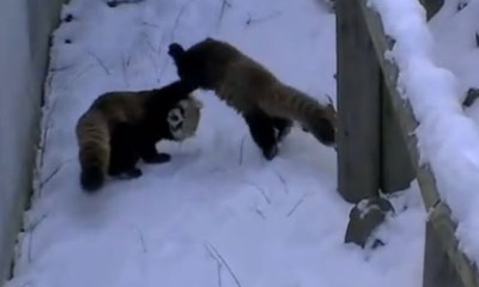 Crvene pande na snijegu