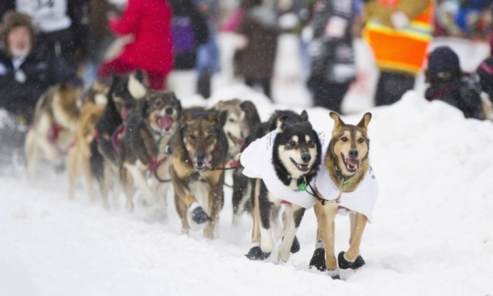 Anchorage psi za vuču aljaska