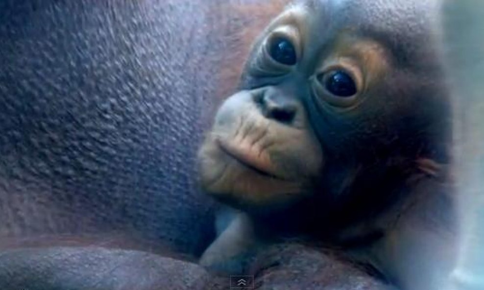 mali orangutan