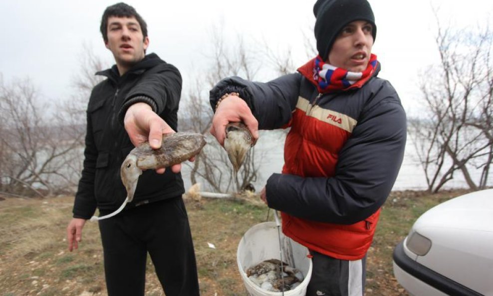 Posedarje, stanovnici sakupljaju sipe (11)