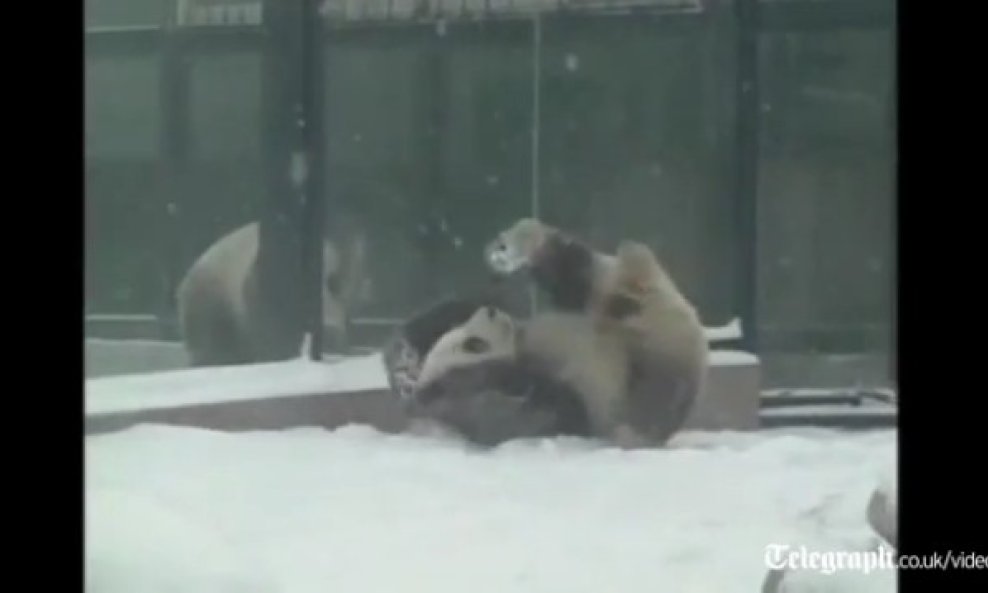 panda se valja u snijegu