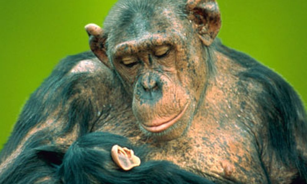 Majmuni čimpanze