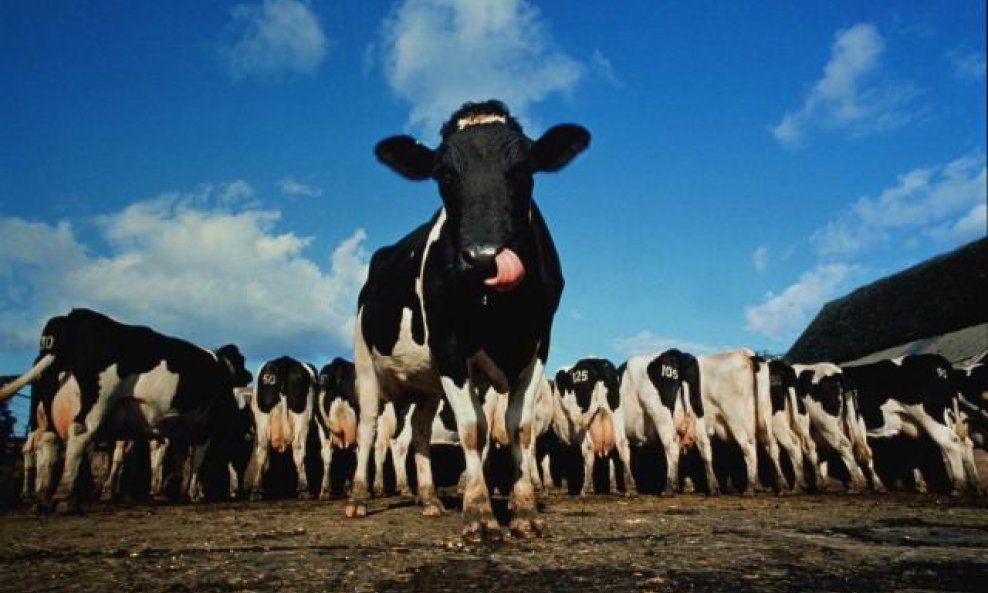 Kataru isporučene krave muzara kako bi se održala opskrba mlijekom