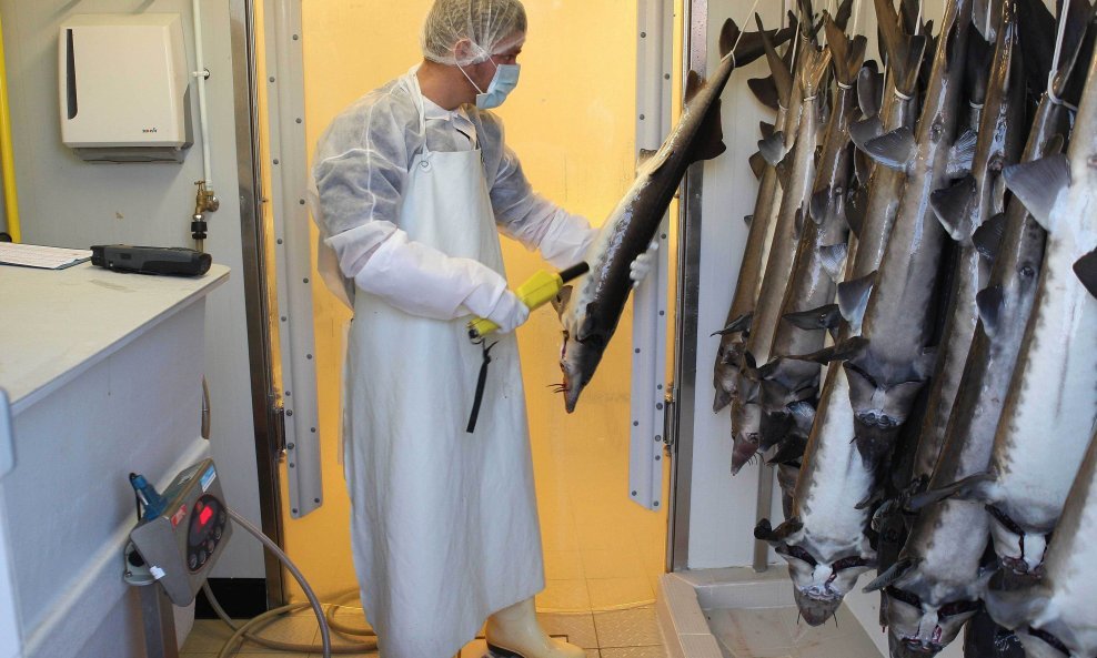 Jesetra - riba od koje se dobija kavijar