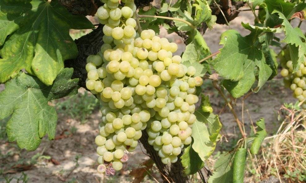 Bijelo grožđe iz vrgoračkih polja 2 (2)