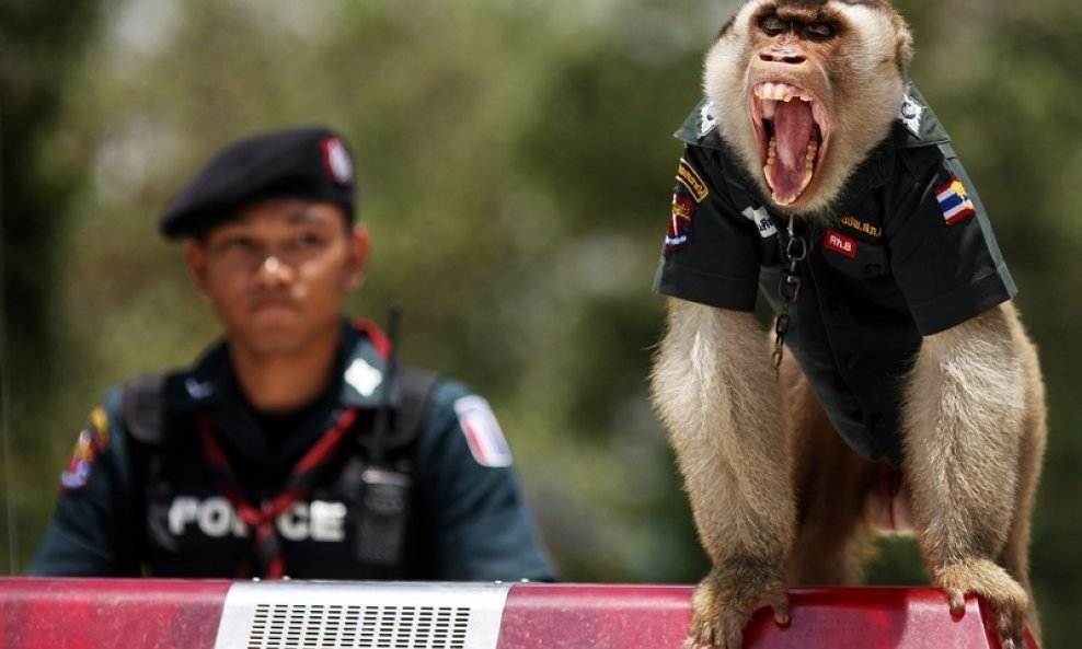 majmun makaki policija