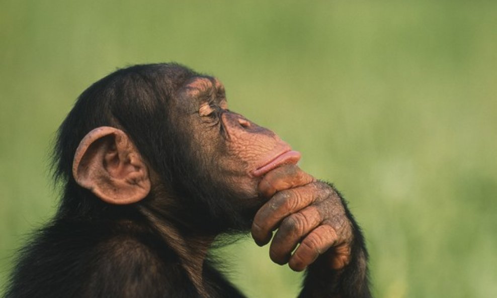 zamišljena čimpanza