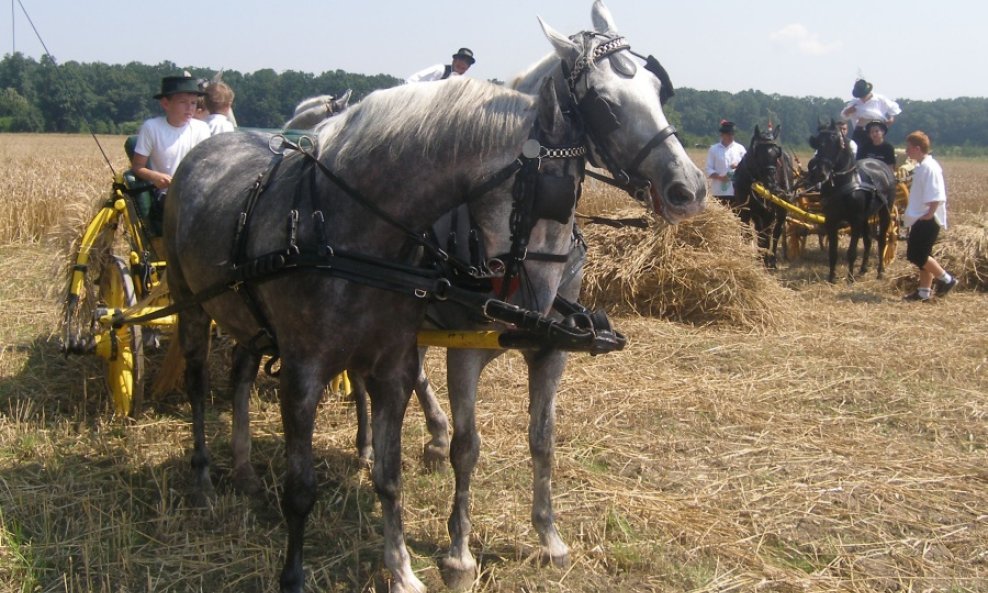 konji ostavljeni djeci na suncu