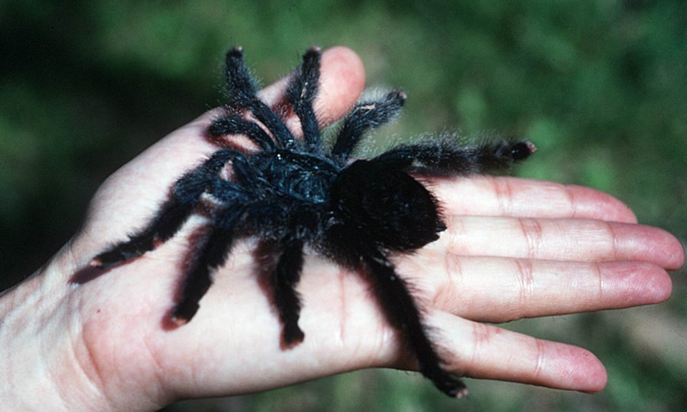 Tarantula2