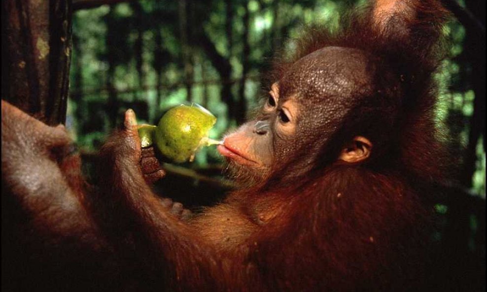 orangutan