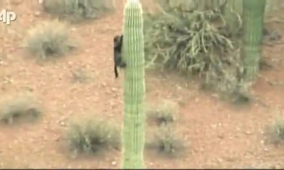 mačka se spušta niz kaktus
