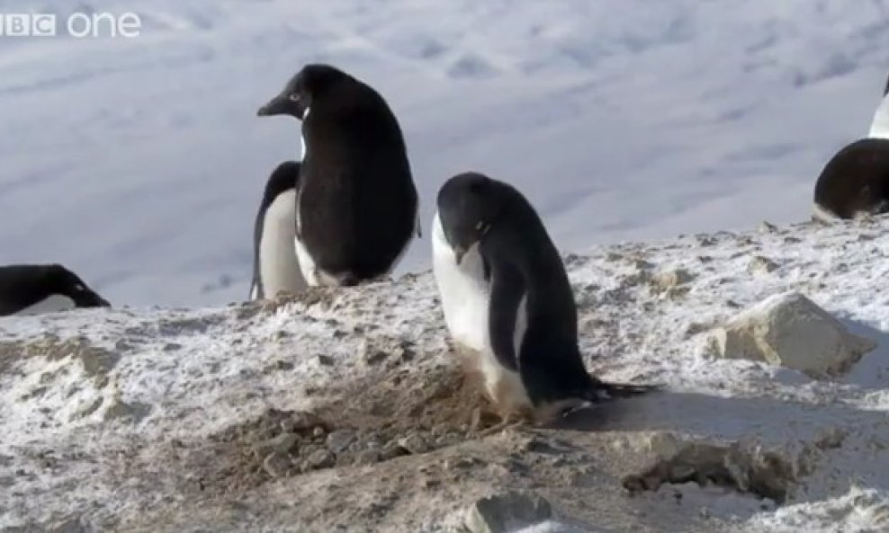 kradljivi pingvin