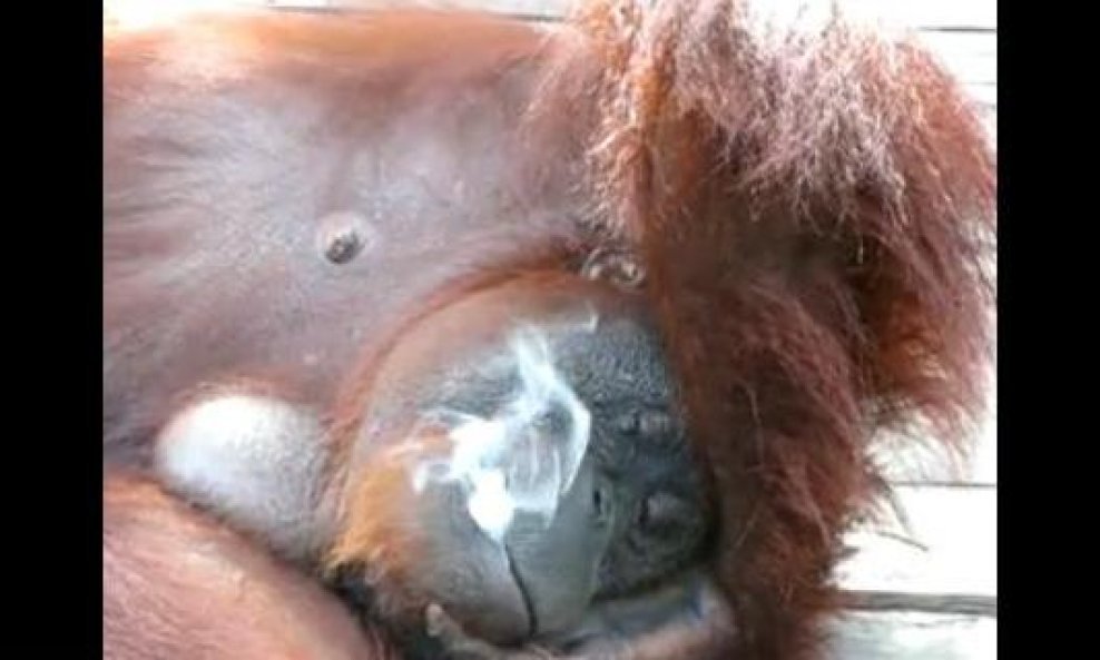 orangutanica Shirley puši