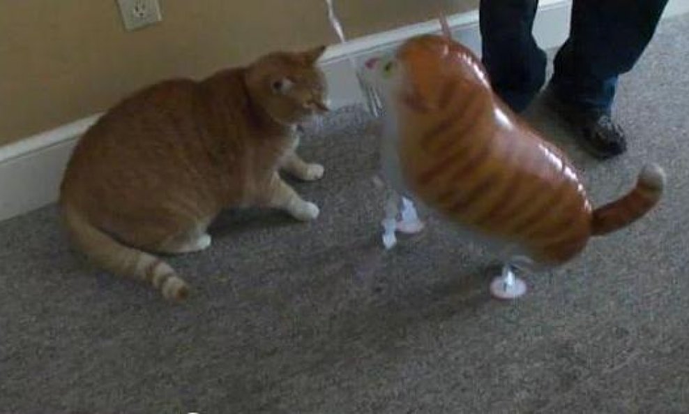 mačka ubija balon