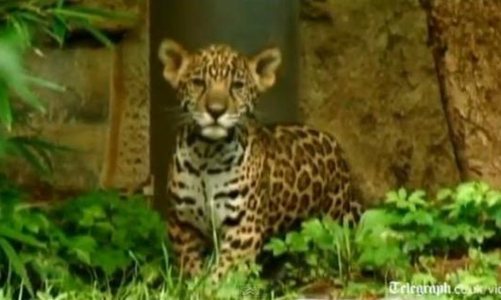 mali jaguar