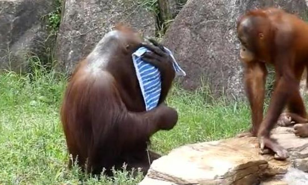 orangutani