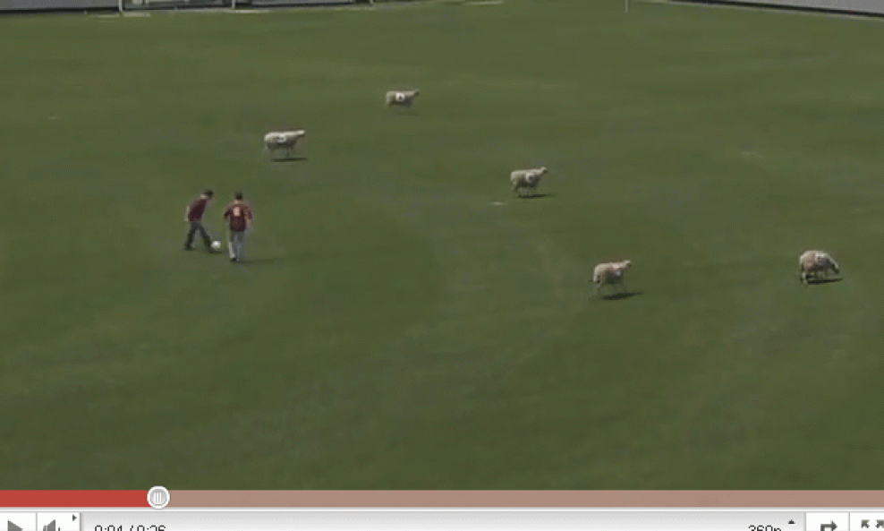 Lionel Messi i ovce