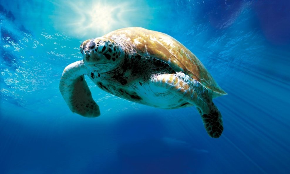 Kornjaca_nevjerojatno putovanje