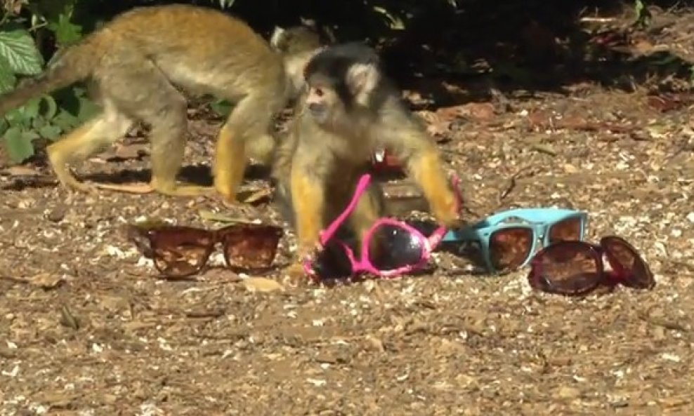 bolivijski majmuni kradu sunčane naočale
