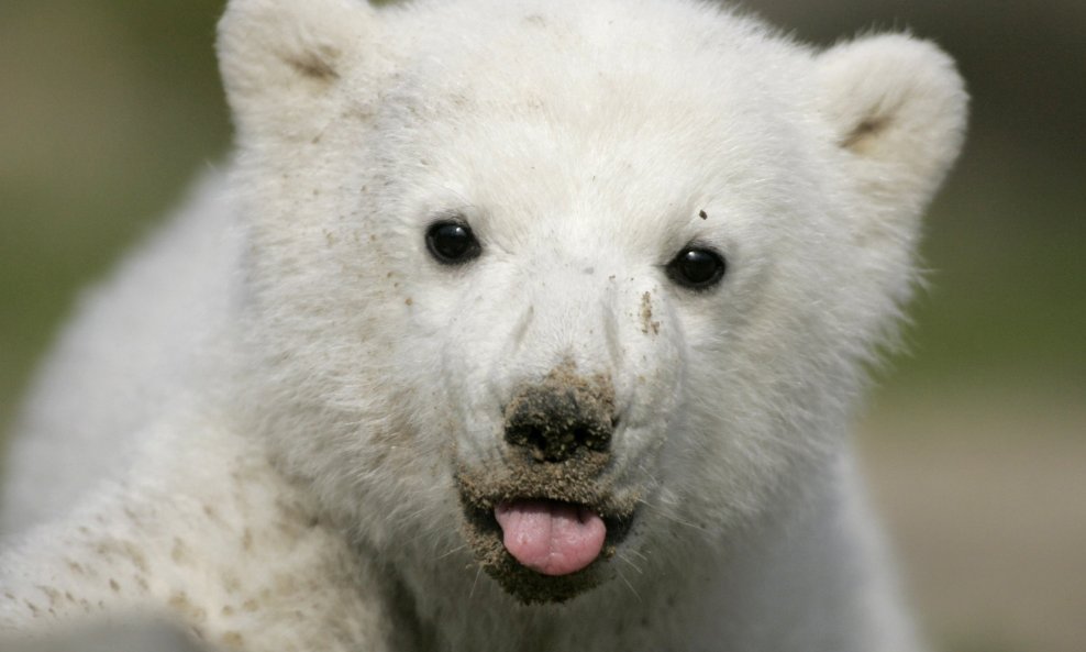 knut polarni medvjed