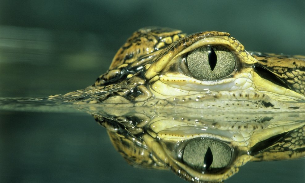aligator
