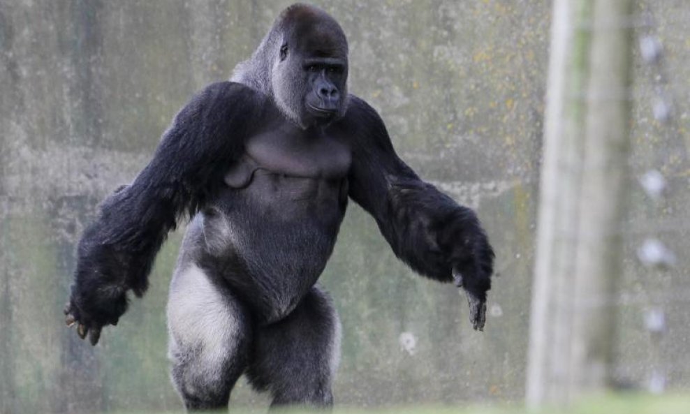 Gorila Ambam hoda kao čovjek 01