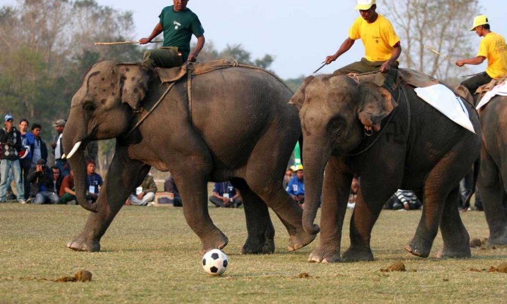 Slonovi igraju nogomet u Nepalu 1