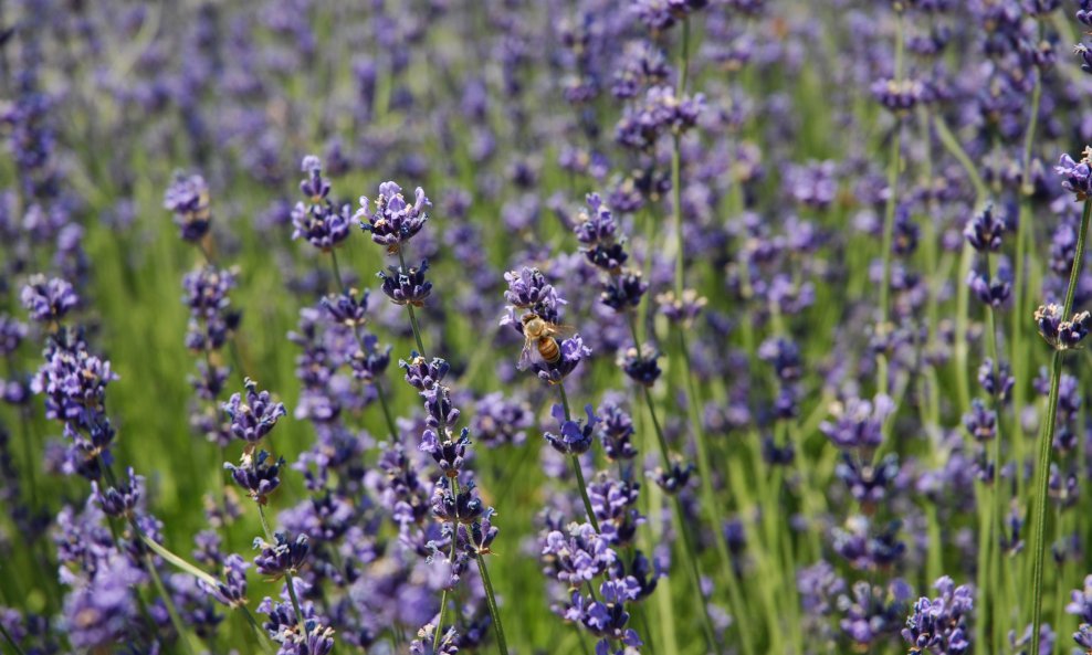 Lavanda