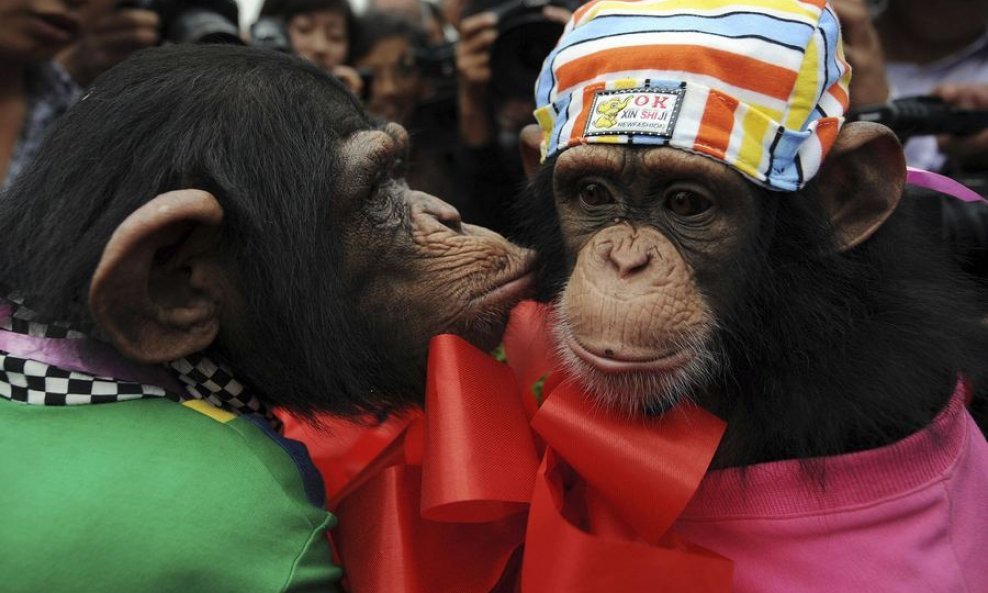 čimpanze vjenčanje poljubac