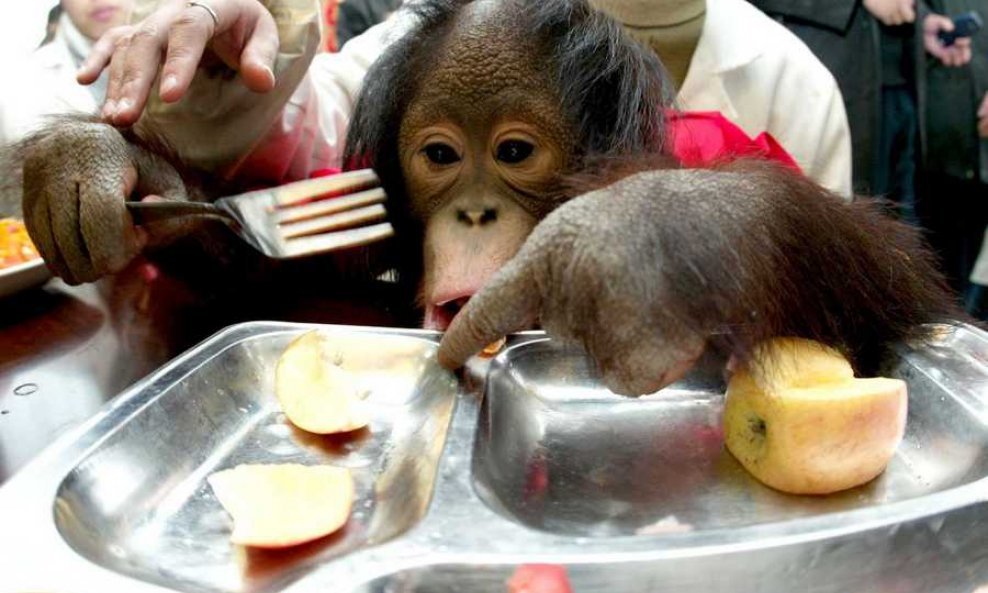 majmun hrana voće