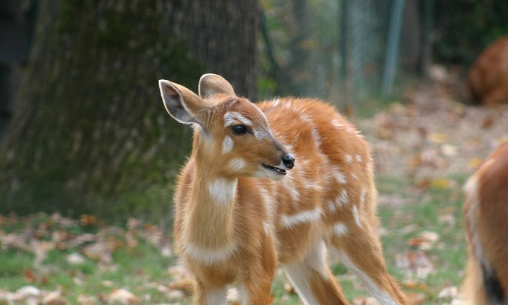 Antilopa sitatunga