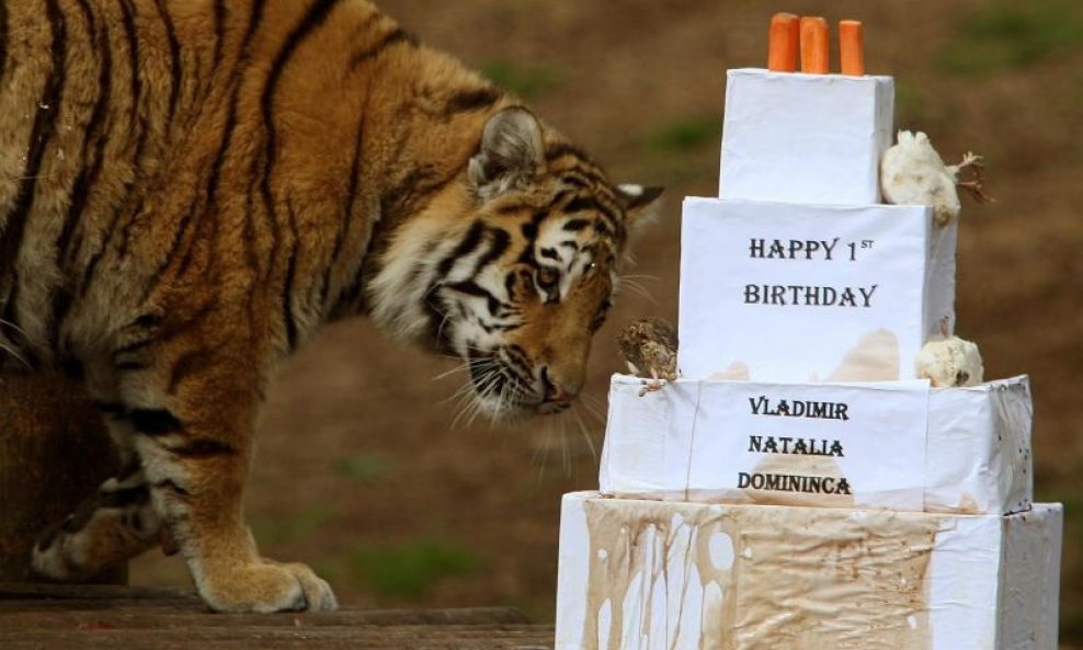 Tigrovi slave rođendan