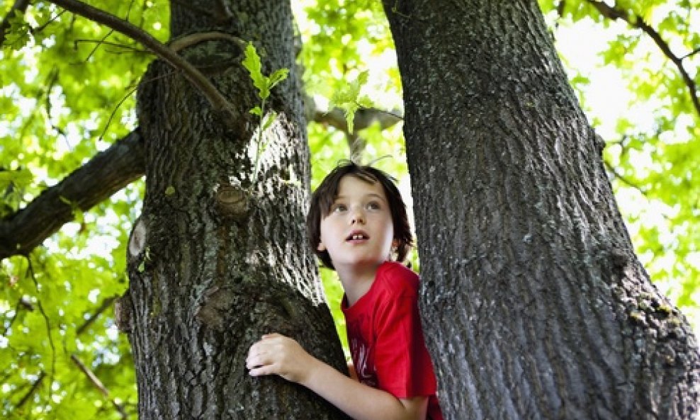 dječak na drvetu